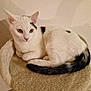 cat, white_cat, black_spots, pet, feline, animal, indoor, cat_perch, soft_texture, resting, curled_up, whiskers, ears, tail, fur, cute, domestic_animal, eye_contact, shadow, wall