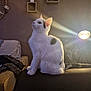 cat, white_cat, black_spots, sitting, indoor, lamp, light_rays, couch, furniture, wall_decor, plant, cozy, pet, animal, fur, living_room, relaxing, soft_light, home, quiet
