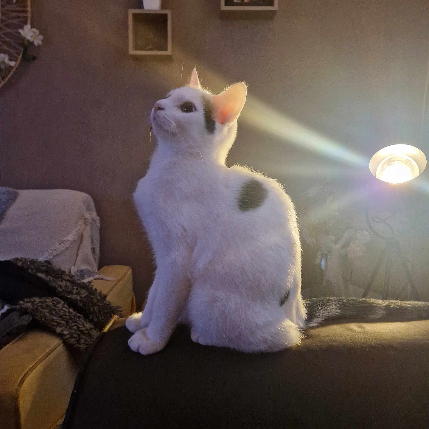 Aslan participe au concours pour gagner de l'argent avec cette photo : animal, black_spots, cat, couch, cozy, fur, furniture, home, indoor, lamp, light_rays, living_room, pet, plant, quiet, relaxing, sitting, soft_light, wall_decor, white_cat