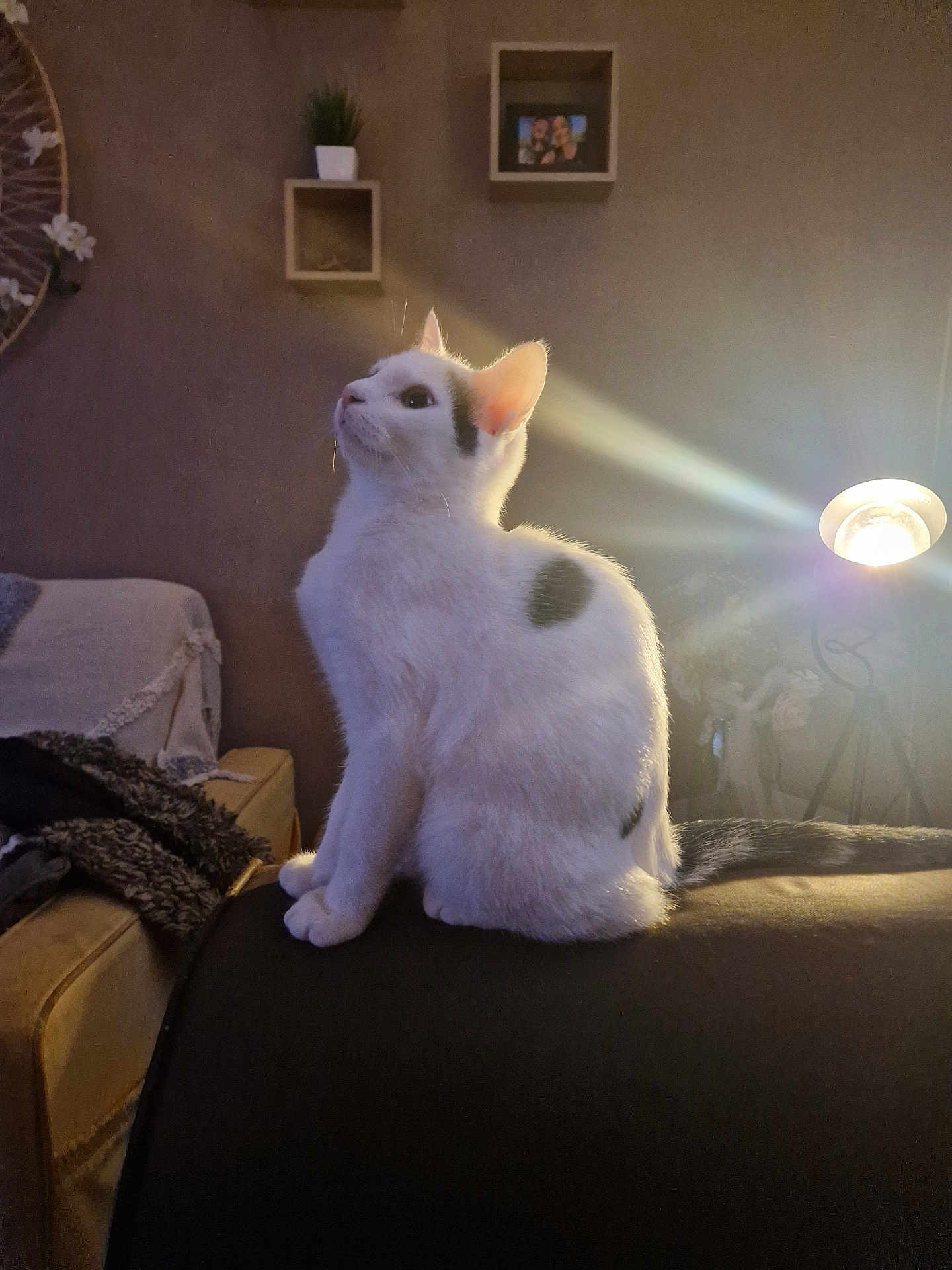 Aslan