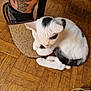 Aslan a rejoint le concours — aidez-le/la à gagner de superbes lots ! cat, white_cat, black_patches, parquet_floor, tattoo, leg, slipper, sock, indoor, pet, animal, resting, cozy, fur, paw, flooring, domestic, cute, home, relaxing