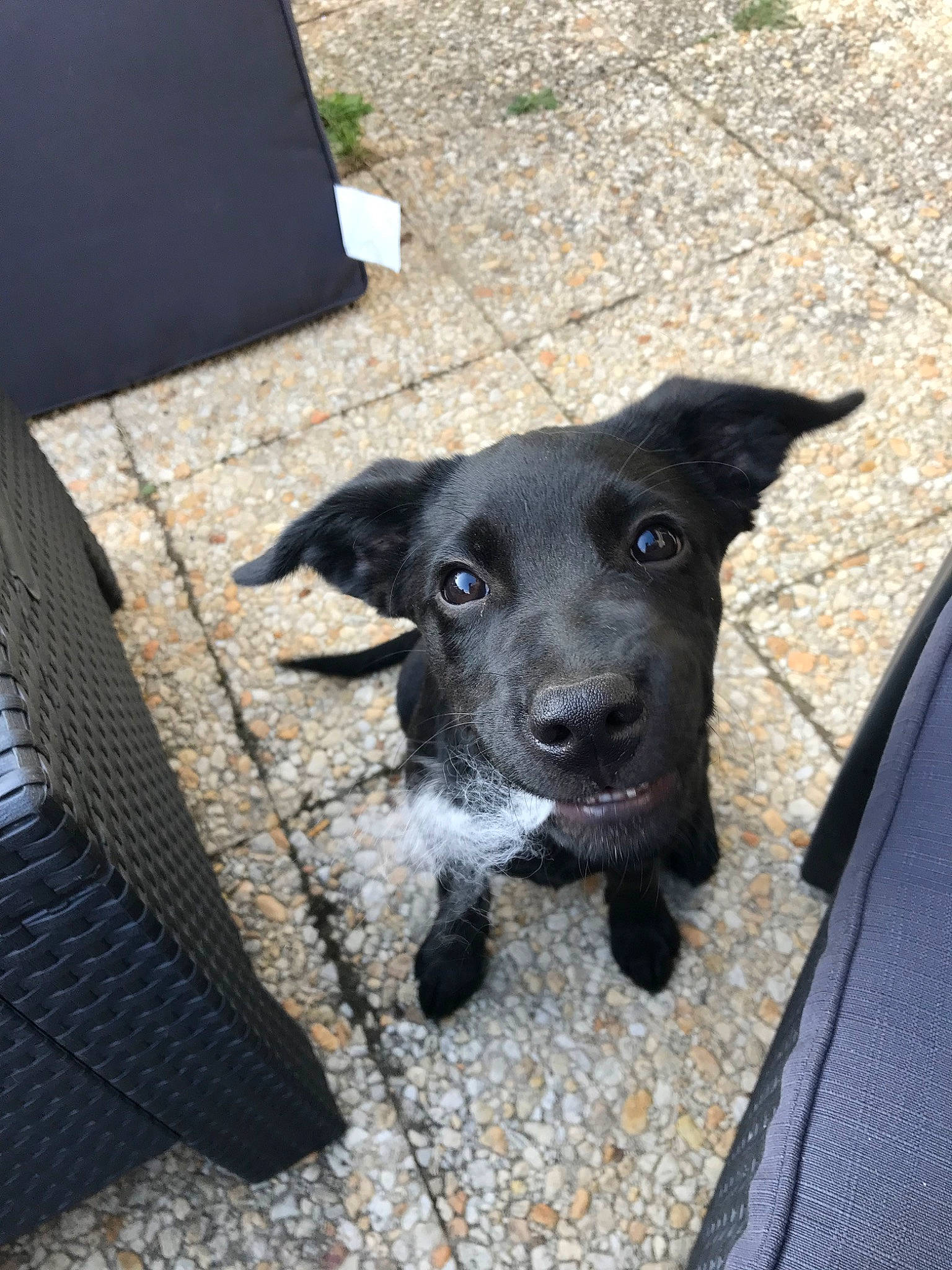 Perle a rejoint le concours — aidez-le/la à gagner de superbes lots ! borador, canidae, carnivore, dog, dog_breed, formosan_mountain_dog, labrador_retriever, patterdale_terrier, puppy, rare_breed_dog, snout, sporting_group, street_dog