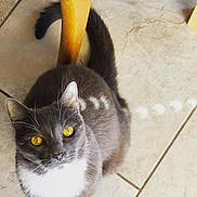 Blue is registered to the contest to win money with this photo: animal, cat, closeup, curious, cute, domestic_cat, feline, floor, fur, golden_eyes, gray_cat, indoor, looking_up, pet, portrait, tail, tiled_floor, whiskers, white_chest, wooden_chair_leg