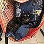 Kyle a rejoint le concours — aidez-le/la à gagner de superbes lots ! cat, tortoiseshell, hammock, cushions, indoor, pet, feline, resting, curious, floor_tiles, colorful, fabric, cozy, relaxed, home, animal, fur, whiskers, ears, tail