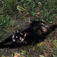Kyle participe au concours pour gagner de l'argent avec cette photo : cat, tortoiseshell_cat, grass, plants, outdoor, nature, animal, feline, pet, sunlight, dirt, leaf, stretching, relaxing, ground, wildlife, mammal, daylight, closeup, resting