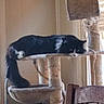Gibby joined the competition — help win amazing prizes! animal, black_and_white, blinds, cat, cat_tree, chair, cord, daylight, domestic, fluffy, furniture, household, indoor, leisure, pet, relaxing, resting, rope, window, wood