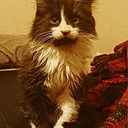 Gibby is registered to the contest to win money with this photo: animal, attention, black_and_white, blanket, cat, cozy, cute, domestic, eyes, feline, fluffy, fur, household, indoor, mammal, paw, pet, portrait, sitting, whiskers