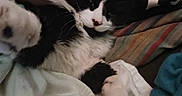 Gibby is registered to the contest to win money with this photo: animal, black_and_white, blanket, cat, close_up, comfort, cozy, cute, domestic_cat, feline, fur, home, indoor, lying_down, paw, pet, relaxed, resting, sleepy, soft