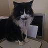 Gibby is registered to the contest to win money with this photo: animal, black_and_white, calm, cat, domestic, ears, feline, fluffy, fur, household, indoor, looking, office, paper, pet, printer, quiet, sitting, tabletop, whiskers