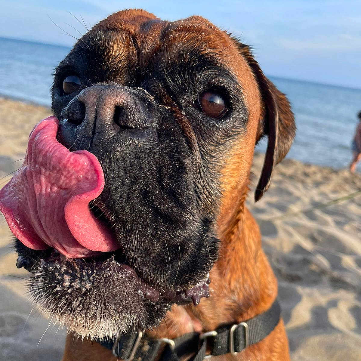 Ruba participe au concours pour gagner de l'argent avec cette photo : animal, beach, brown, canine, close_up, collar, dog, expression, funny, muzzle, nature, outdoor, pet, playful, portrait, sand, summer, sunlight, tongue, water