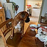 Ruba a rejoint le concours — aidez-le/la à gagner de superbes lots ! dog, boxer, brown_dog, pet, sitting, chair, dining_table, kitchen, indoors, home, tea, cup, bowl, food, napkin, wooden_furniture, portrait, profile, household, funny