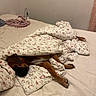 Ruba a rejoint le concours — aidez-le/la à gagner de superbes lots ! dog, sleeping, bed, bedroom, blanket, duvet, floral_pattern, brown_dog, pet, indoors, relaxed, sprawled, resting, nap, cozy, bedding, home, portrait, funny, animal