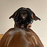 dog, puppy, brown_dog, black_fur, floppy_ears, close_up, portrait, pet, animal, canine, short_hair, white_chest, brown_fur, indoor, wall, looking_at_camera, nose, muzzle, cute, funny_perspective
