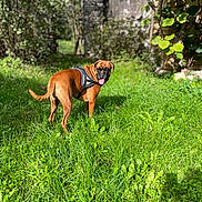 Ruba participe au concours pour gagner de l'argent avec cette photo : dog, boxer, pet, animal, outdoor, garden, grass, greenery, sunlight, harness, tongue_out, standing, looking_back, brown_coat, short_hair, playful, backyard, stone_wall, foliage, nature