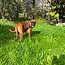 dog, boxer, pet, animal, outdoor, garden, grass, greenery, sunlight, harness, tongue_out, standing, looking_back, brown_coat, short_hair, playful, backyard, stone_wall, foliage, nature