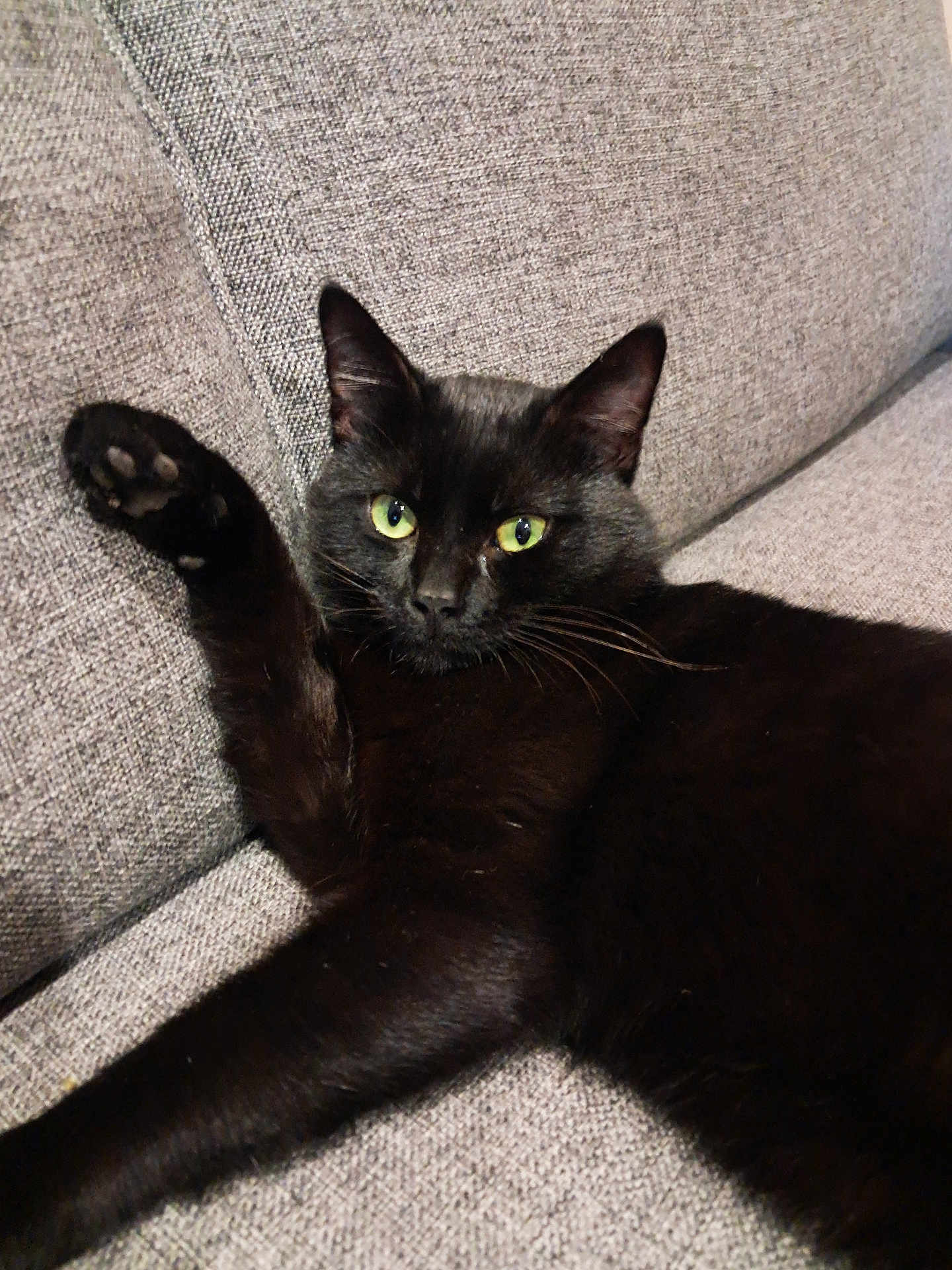 Shado a rejoint le concours — aidez-le/la à gagner de superbes lots ! black_cat, cat, pet, animal, feline, green_eyes, paw, relaxed, couch, gray_couch, indoor, fur, whiskers, close_up, looking, raised_paw, home, domestic_cat, mammal, resting