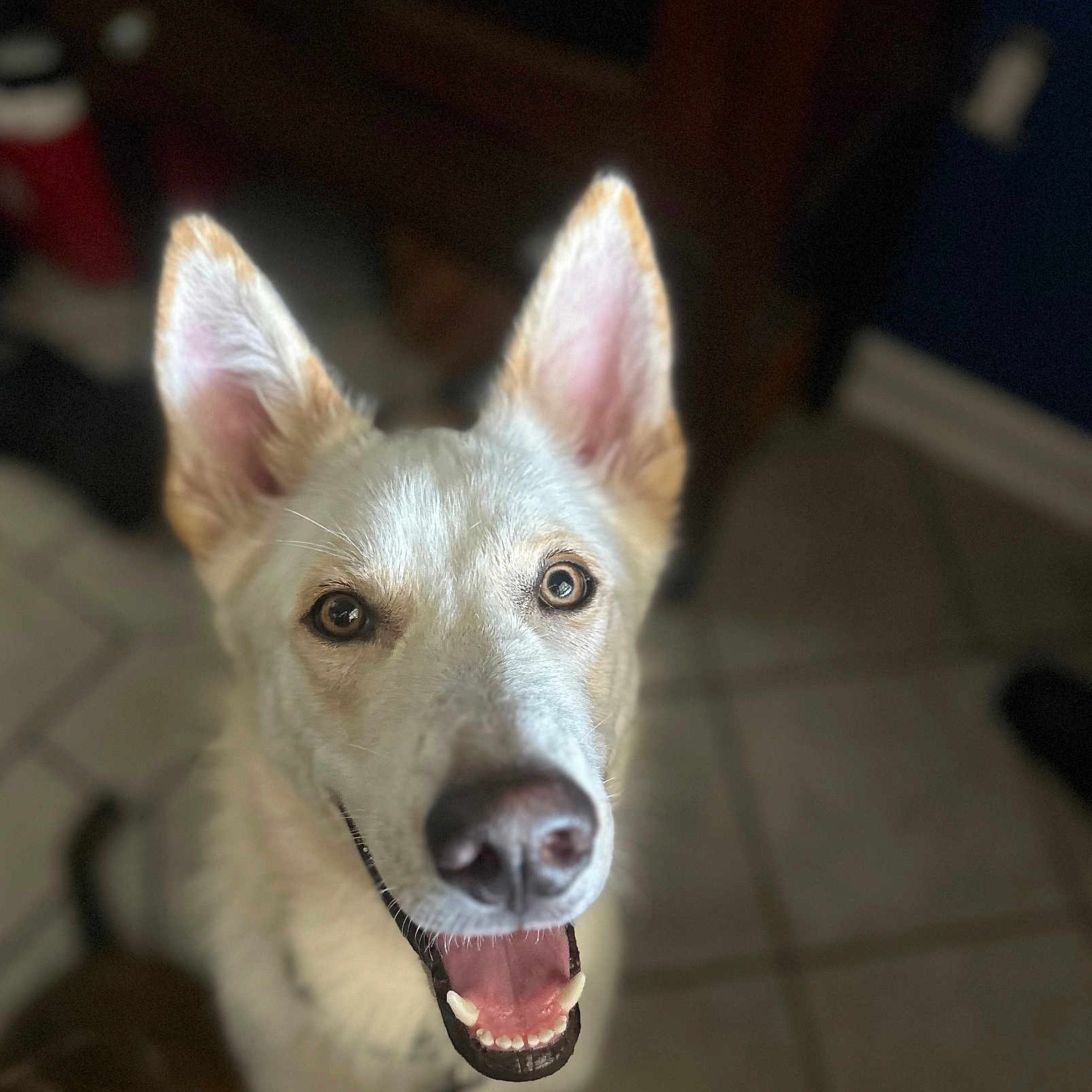 Bb King joined the competition — help win amazing prizes! animal, bright_eyes, brown_nose, canine, close_up, companion, cute, dog, domestic_animal, ears, friendly, fur, happy, indoor, looking_up, mouth_open, pet, smiling, teeth, tile_floor