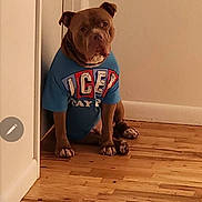 Rocky is registered to the contest to win money with this photo: dog, shirt, blue_shirt, indoor, wooden_floor, wall, sitting, pet, brown_dog, canine, animal, collar, corner, floor, domestic_animal, looking, lonely, quiet, calm, house