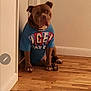 animal, blue_shirt, brown_dog, calm, canine, collar, corner, dog, domestic_animal, floor, house, indoor, lonely, looking, pet, quiet, shirt, sitting, wall, wooden_floor