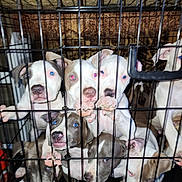 Lowki joined the competition — help win amazing prizes! puppies, dogs, cage, metal_bars, animal_group, pets, close_up, indoor, young_animals, curious, playful, white_puppy, brown_puppy, paw, snout, blue_eyes, pink_nose, furry, companions, cute