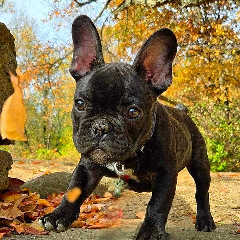 Arlo joined the competition — help win amazing prizes! animal, autumn, bostonbull, boxer, bulldog, canine, dog, frenchbulldog, leaf, pet, pitbull, plant, puppy, rock, snout, soil, tree, vegetation
