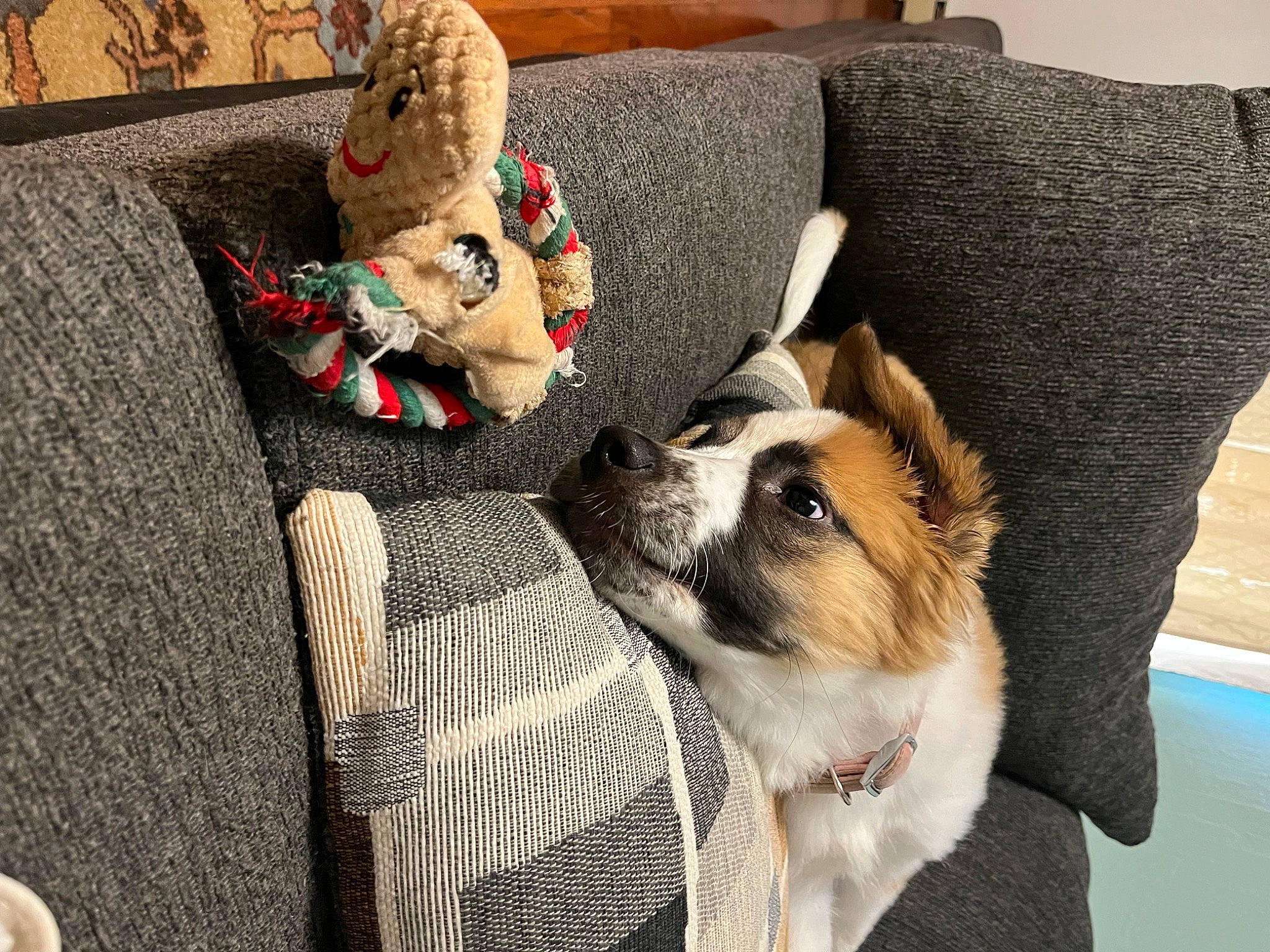 Hera is registered to the contest to win money with this photo: carnivore, chair, collar, comfort, companion_dog, couch, dog, dog_breed, dog_supply, fawn, flooring, fur, hat, linens, pillow, plaid, snout, studio_couch, toy_dog, whiskers