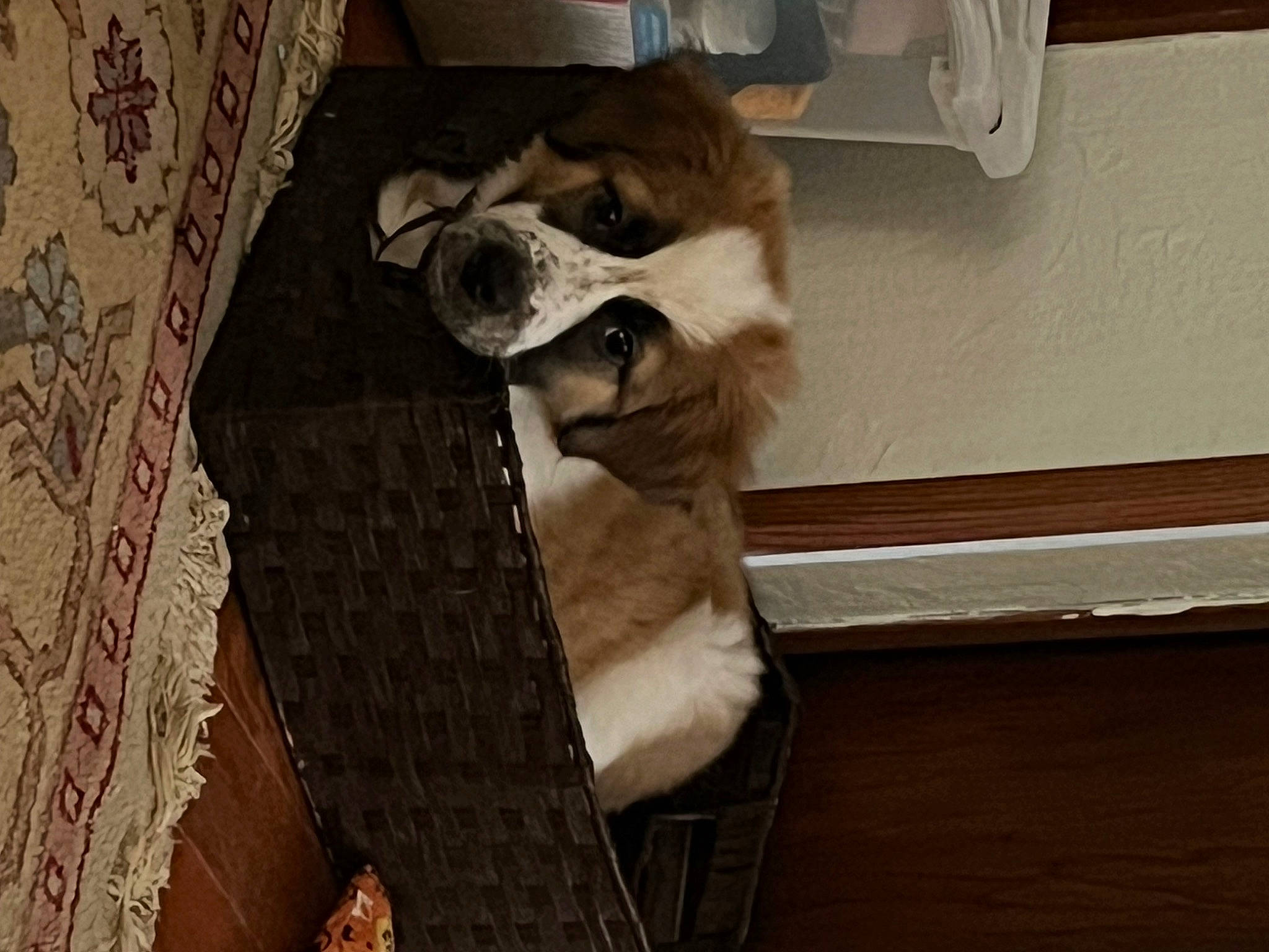 Hera is registered to the contest to win money with this photo: brown, canidae, carnivore, companion_dog, dog, dog_breed, fawn, felidae, floor, flooring, fur, hardwood, paw, room, snout, sporting_group, tail, whiskers, wood, working_animal