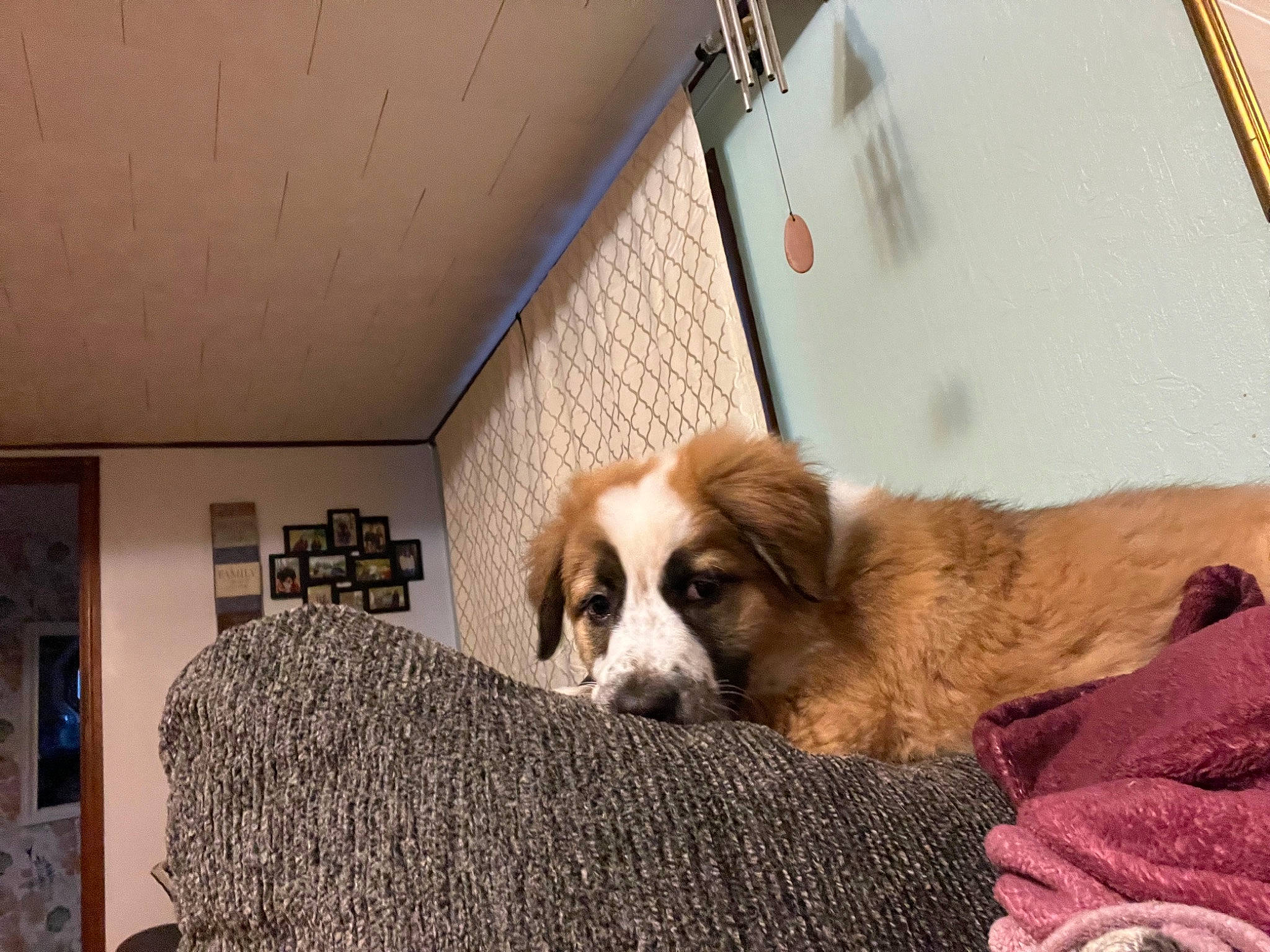 Hera joined the competition — help win amazing prizes! carnivore, comfort, companion_dog, dog, dog_breed, dog_supply, fawn, flooring, fur, linens, liver, living_room, pekingese, room, snout, sporting_group, tibetan_spaniel, toy_dog, whiskers, wood