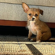 Tilly is registered to the contest to win money with this photo: puppy, dog, small_dog, brown_fur, scruffy, sitting, carpet, rug, couch, sofa, sunlight, shadow, indoor, pet, curious, whiskers, ear_up, fabric_texture, wooden_frame, portrait