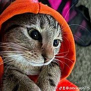Dexter is registered to the contest to win money with this photo: abyssinian, animal, blanket, cap, cat, clothing, face, hat, head, hood, hoodie, kitten, knitwear, manx, person, pet, photography, portrait, sweater, sweatshirt