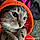Dexter