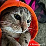 abyssinian, animal, blanket, cap, cat, clothing, face, hat, head, hood, hoodie, kitten, knitwear, manx, person, pet, photography, portrait, sweater, sweatshirt