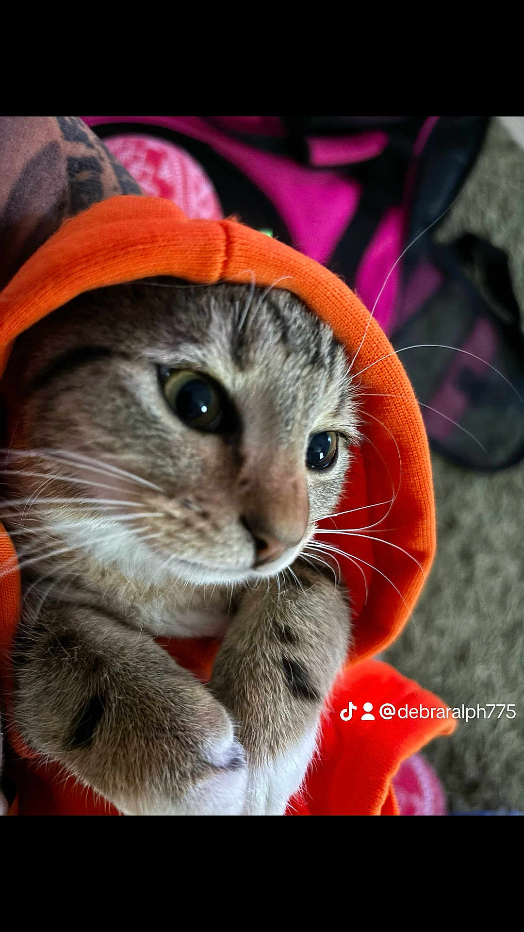 Dexter is registered to the contest to win money with this photo: abyssinian, animal, blanket, cap, cat, clothing, face, hat, head, hood, hoodie, kitten, knitwear, manx, person, pet, photography, portrait, sweater, sweatshirt