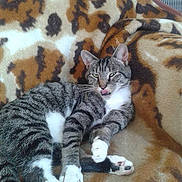 Simba is registered to the contest to win money with this photo: