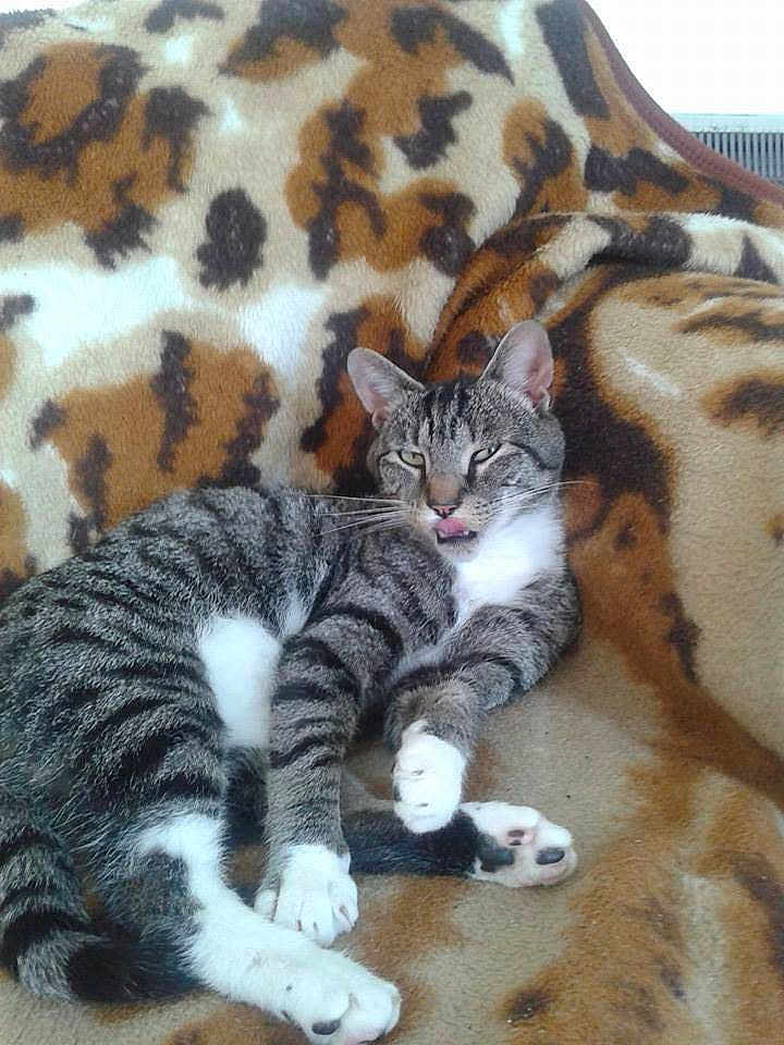 Simba