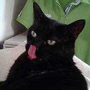 Zorro is registered to the contest to win money with this photo: