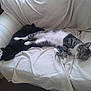 Zorro is registered to the contest to win money with this photo: