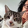 animal, cat, close_up, comfort, companion, domestic_animal, face, fur, glasses, green_eyes, head, human, indoor, person, pet, portrait, shirt, tabby_cat, whiskers, white_fur