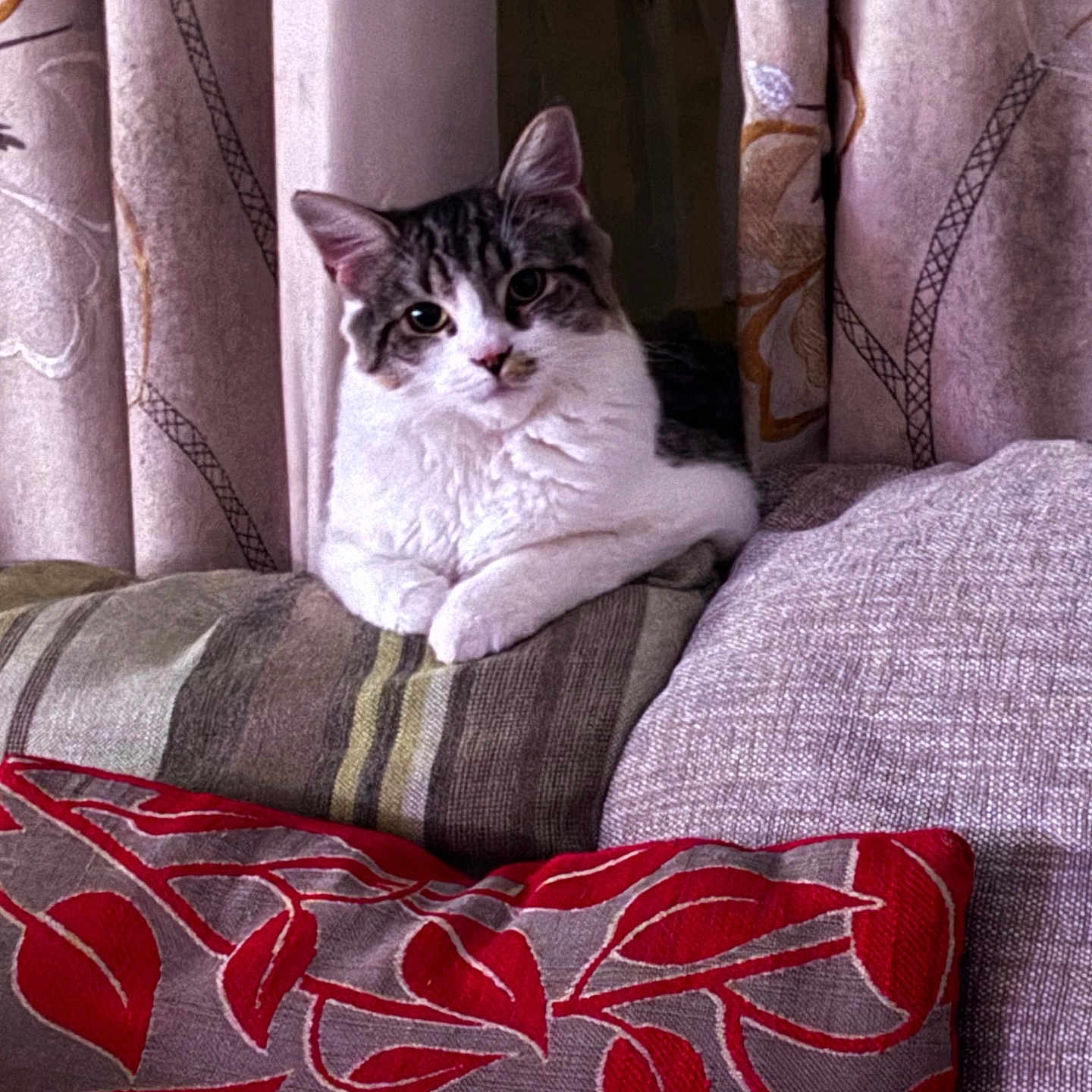 Gizmo is registered to the contest to win money with this photo: animal, cat, couch, cozy, curtains, cute, domestic, ears, face, feline, fluffy, home, indoor, pattern, pet, pillow, relaxed, resting, striped, whiskers