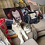 cat, couch, cushion, decor, fabric, face_print, feline, handbag, horror_character, household_item, indoor, living_room, minion, pet, pillow, plush_toy, relaxed, seated, tabby_cat, white_cat