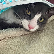 Shylo. joined the competition — help win amazing prizes! animal, blanket, cat, closeup, comfort, cozy, cute, feline, fur, indoor, pet, pink_nose, resting, sleepy, snuggle, soft, texture, warm, whiskers, yellow_eyes