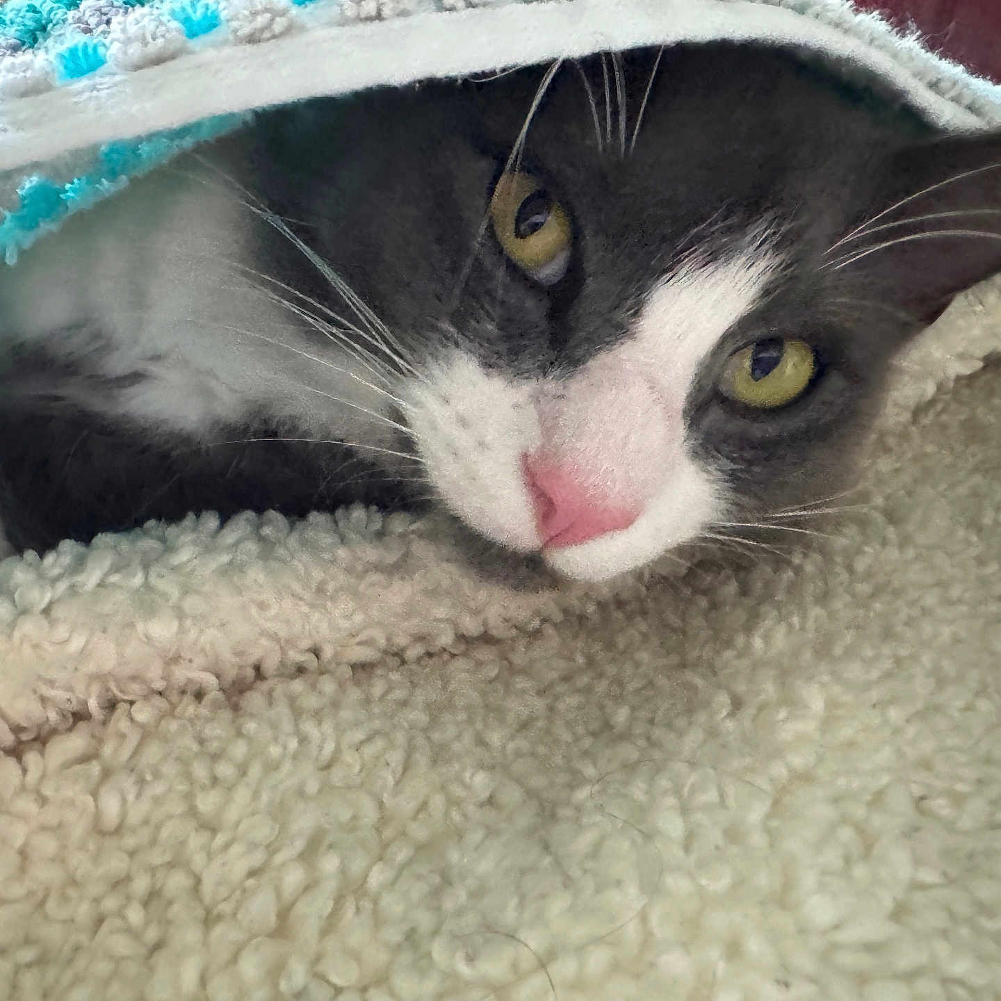 Shylo. joined the competition — help win amazing prizes! animal, blanket, cat, closeup, comfort, cozy, cute, feline, fur, indoor, pet, pink_nose, resting, sleepy, snuggle, soft, texture, warm, whiskers, yellow_eyes