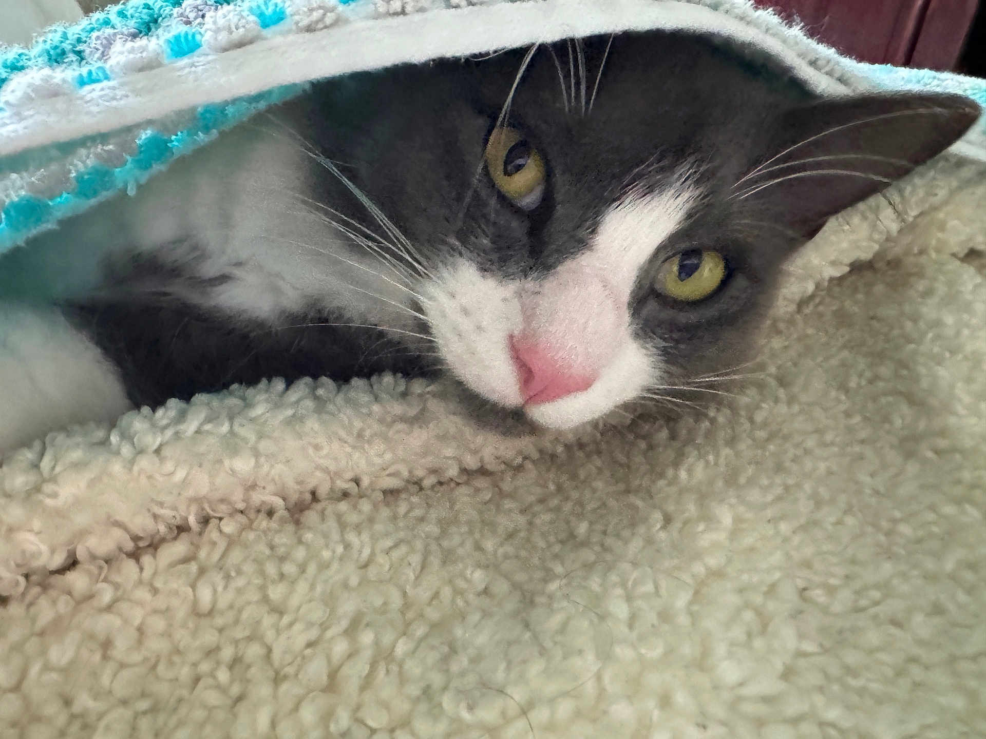 Shylo. joined the competition — help win amazing prizes! animal, blanket, cat, closeup, comfort, cozy, cute, feline, fur, indoor, pet, pink_nose, resting, sleepy, snuggle, soft, texture, warm, whiskers, yellow_eyes