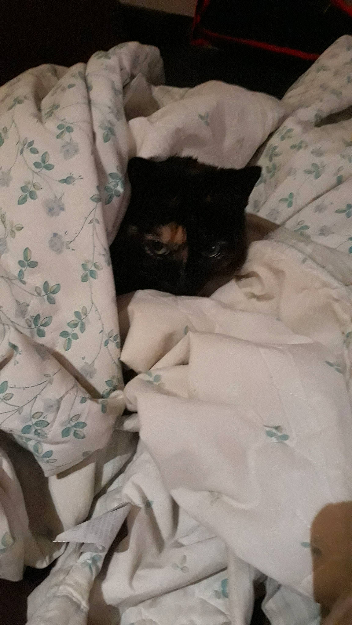 Kiskool participe au concours pour gagner de l'argent avec cette photo : bed_sheet, bedtime, cat, comfort, linens, nap, room, sleep, textile