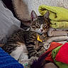 blankets, cat, collar, colorful, cozy, cute, fabric, feline, folded, indoor, kitten, pet, pile, relaxed, resting, sleeping, soft, tabby, tags, towels