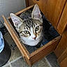 Diesel is registered to the contest to win money with this photo: animal, cat, closeup, cozy, curiosity, curious, drawer, ears, feline, floor, green_eyes, home, indoor, looking_up, nose, pet, tabby, tile, whiskers, wooden_furniture