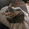 Diesel is registered to the contest to win money with this photo: animal, blanket, cat, comfort, couch, cozy, curious, domestic, ears, feline, fur, home, indoor, looking_up, pet, relaxed, resting, soft_texture, tabby_cat, whiskers