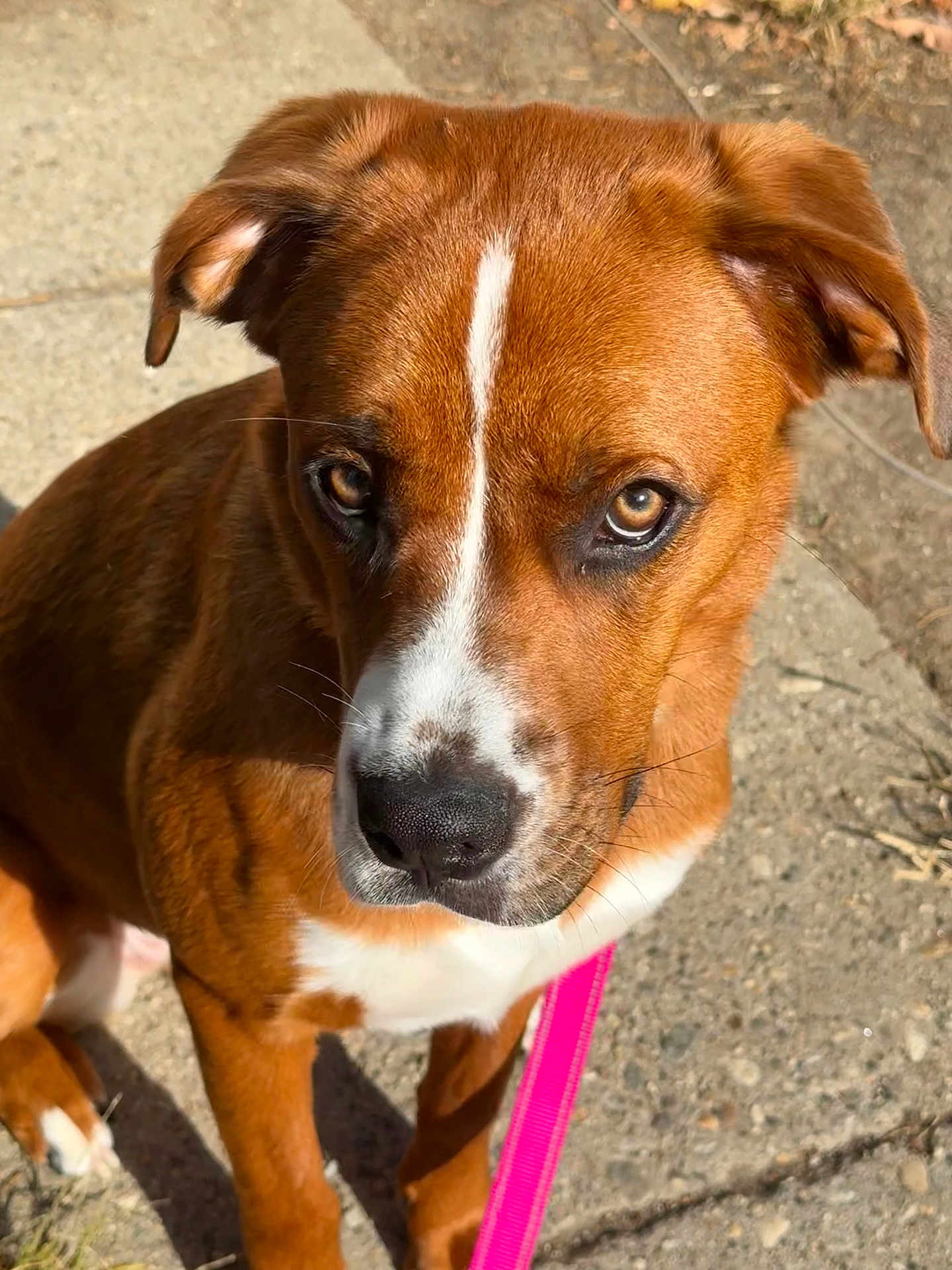 Josie is registered to the contest to win money with this photo: dog, brown, white, leash, pink_leash, outdoor, concrete, sunlight, pet, animal, sitting, closeup, mammal, canine, ears, face, eyes, nose, fur, whiskers