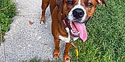 Josie joined the competition — help win amazing prizes! dog, brown_dog, tongue_out, sidewalk, grass, outdoor, pet, canine, happy, playful, leash, collar, animal, mammal, friendly, nature, summer, daytime, cute, alert