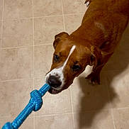 Josie joined the competition — help win amazing prizes! dog, puppy, playing, toy, blue_rope, tug_of_war, floor, tile, brown_fur, white_markings, pet, indoor, animal, canine, chewing, fun, cute, young_dog, domestic, playful